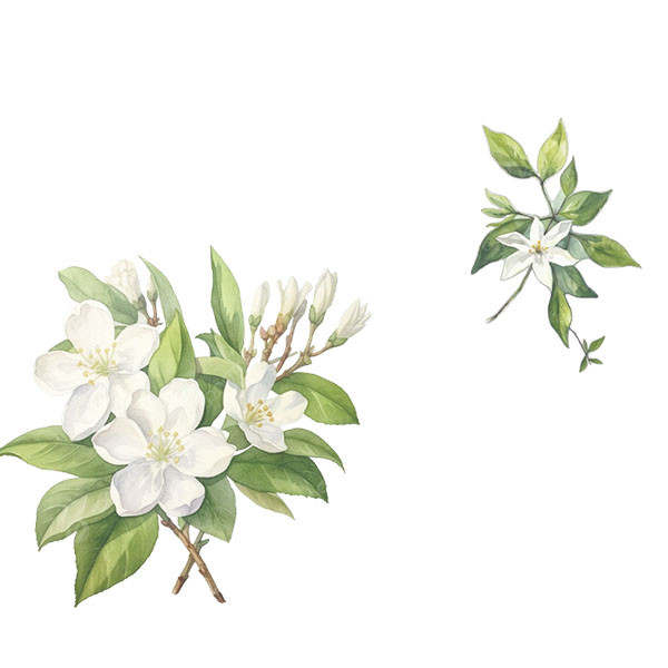 Domaine de Villaine-thumbnail